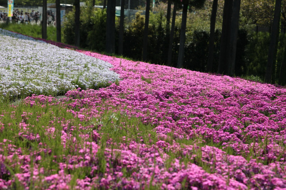 Thảm hoa Shibazaura. (Ảnh: Nguyễn Tuyến/Vietnam+)