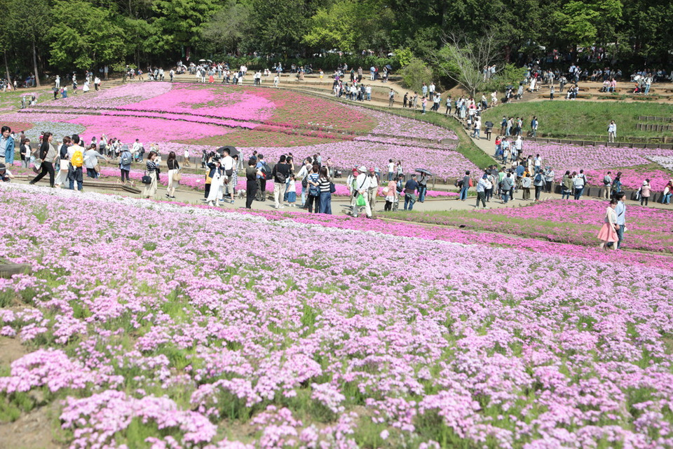Du khách say mê thưởng lãm thảm hoa Shibazaura. (Ảnh: Nguyễn Tuyến/Vietnam+)