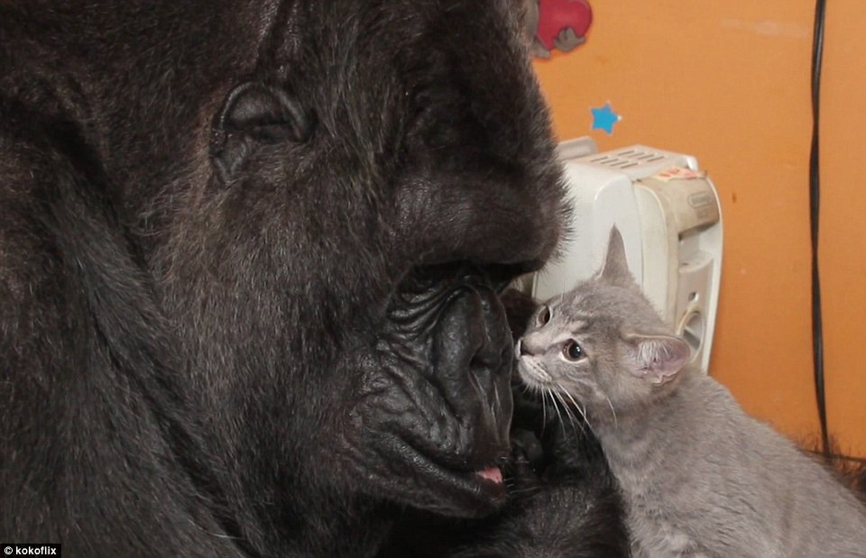 Dù bàn tay khá to nhưng Koko vẫn khéo léo khi vuốt ve chú mèo con. (Nguồn: Daily Mail)