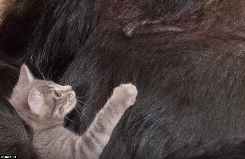  Chú mèo con cũng tỏ ra rất thích thú khi chơi đùa với Koko. (Nguồn: Daily Mail)