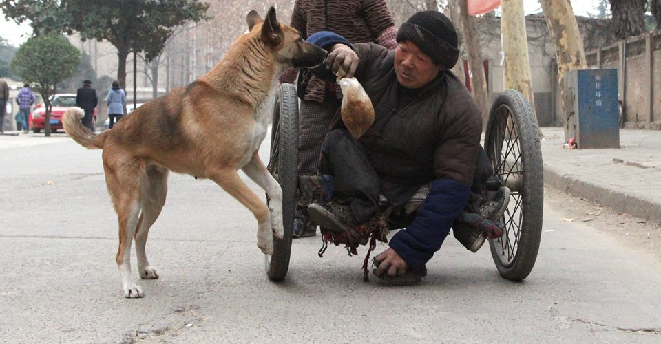 Chú chó không chỉ là là người bạn...