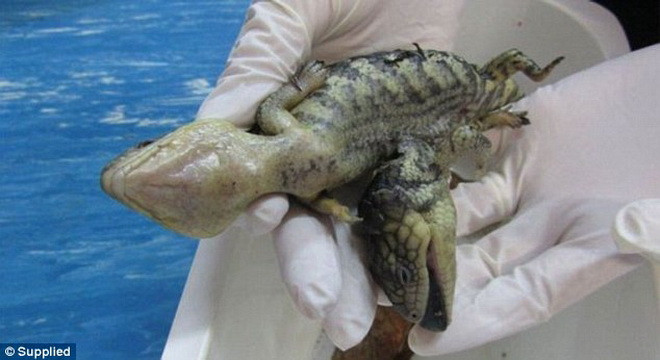 Chỉ có một trong ba chú thằn lằn con là có vẻ ngoài dị thường. (Nguồn: Daily Mail)