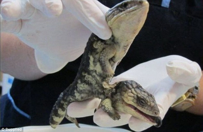 Jo cho biết, chú thằn lằn hai đầu gặp rất nhiều khó khăn trong lúc di chuyển. (Nguồn: Daily Mail)