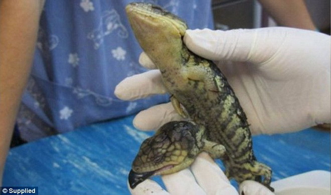 Jo đã quyết định đưa con thằn lằn đặc biệt trên tới Bệnh viện thú y Dunsborough. (Nguồn: Daily Mail)