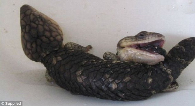 Người phụ nữ có tên Jo cho biết, cô đã thấy con thằn lằn mẹ đẻ ba con. (Nguồn: Daily Mail)