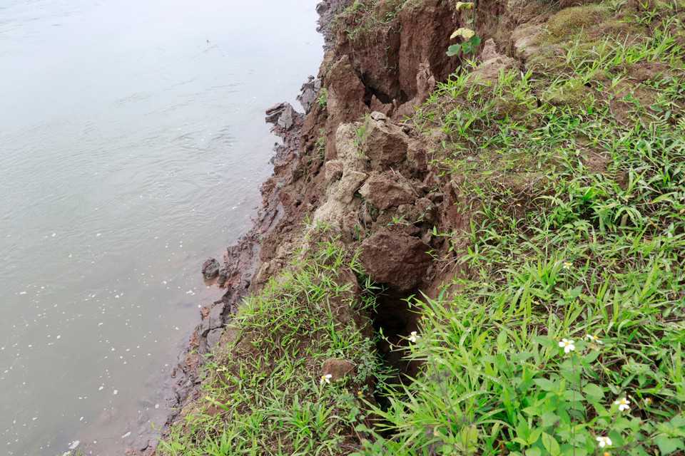 Đất màu liên tục lở xuống, bờ sông nham nhở hàm ếch, vết nứt… Nguy cơ sạt lở lớn có thể xảy ra bất cứ lúc nào. (Ảnh: Tuấn Anh/TTXVN)