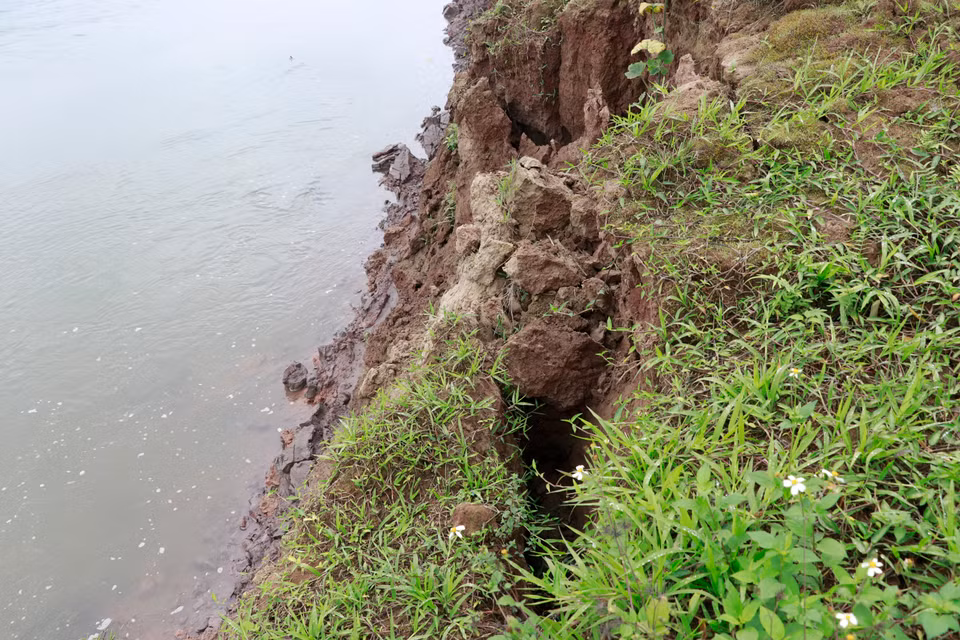 Đất màu liên tục lở xuống, bờ sông nham nhở hàm ếch, vết nứt… Nguy cơ sạt lở lớn có thể xảy ra bất cứ lúc nào. (Ảnh: Tuấn Anh/TTXVN)