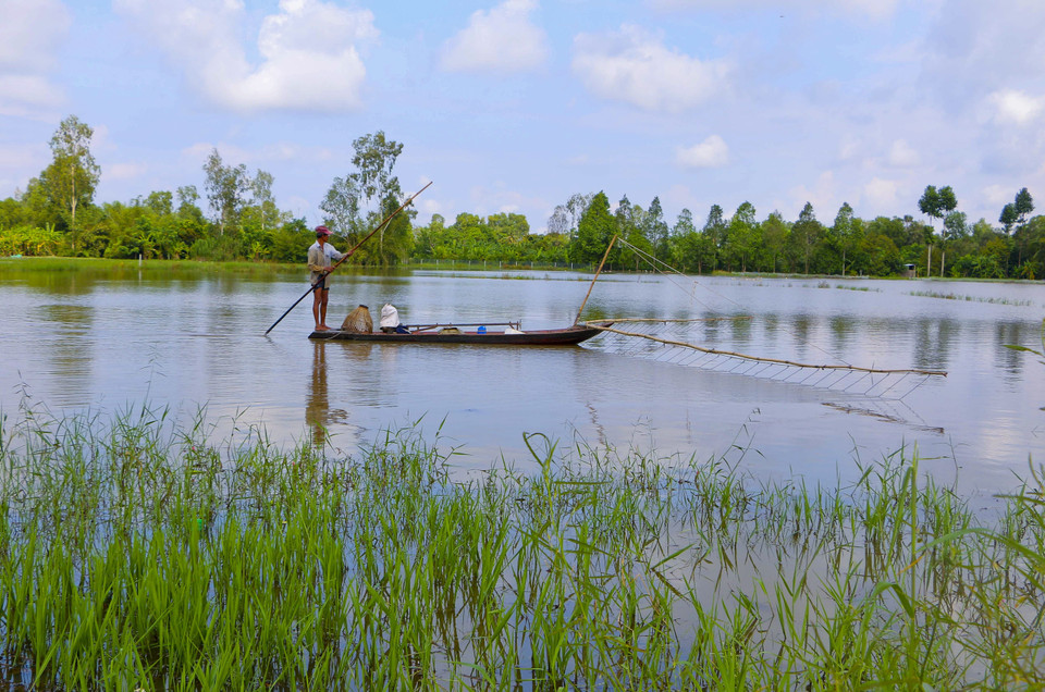  Con nước tràn đồng đã gây thiệt hại cho một số diện tích lúa và vườn cây ăn trái. (Ảnh: Duy Khương/TTXVN)