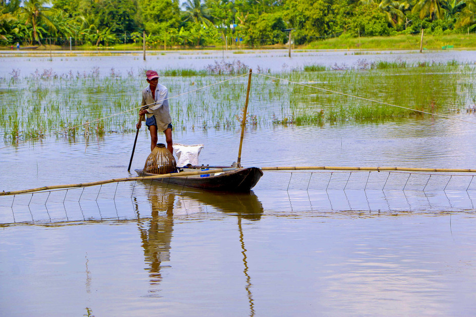 Người dân huyện Vị Thủy bắt cá trên cánh đồng ngập nước. (Ảnh: Duy Khương/TTXVN)