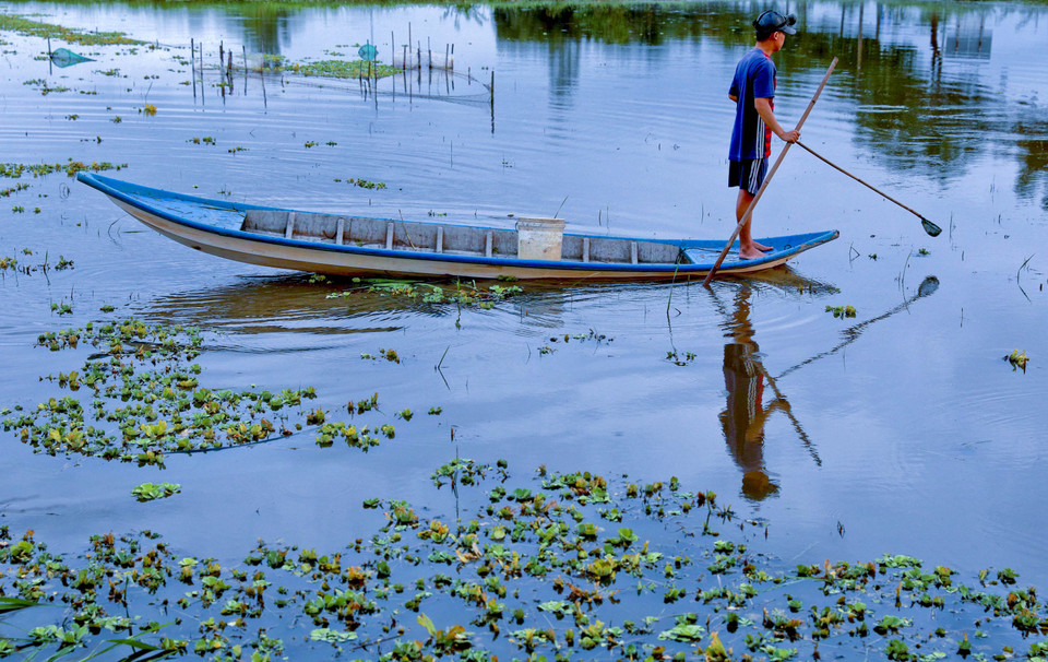Người dân huyện Vị Thủy bắt ốc trên cánh đồng ngập nước. (Ảnh: Duy Khương/TTXVN)