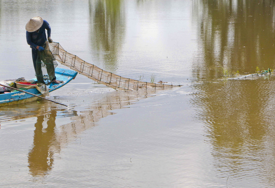 Người dân huyện Vị Thủy bắt cá trên cánh đồng ngập nước. (Ảnh: Duy Khương/TTXVN)