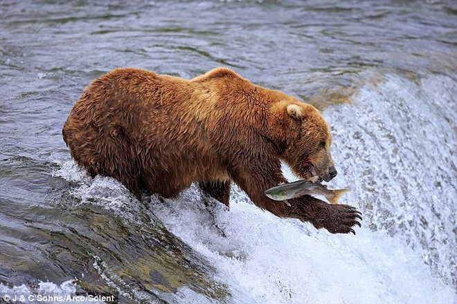 Những con cá hồi luôn là thức ăn lý tưởng của các chú gấu. (Nguồn: Daily Mail)