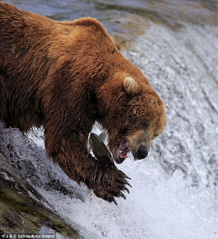 Chú gấu bắt cá hồi rất quyết liệt. (Nguồn: Daily Mail)