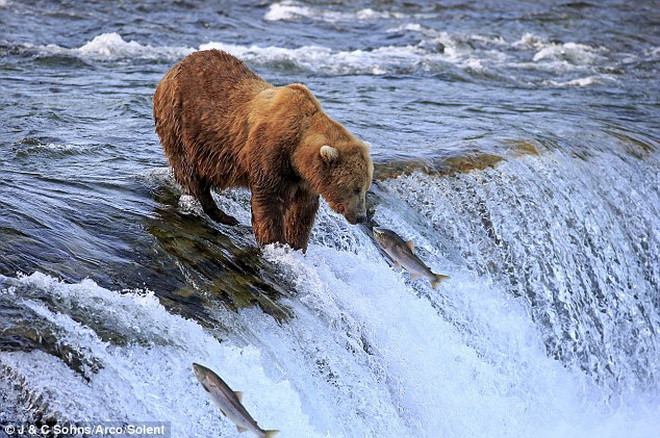 Con gấu đã chờ ở một vị trí tốt và chỉ đợi cá hồi nhảy lên. (Nguồn: Daily Mail)