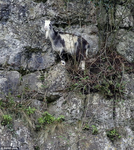 Con dê leo không biết làm cách nào để quay trở lại. (Nguồn: Daily Mail)