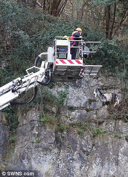 Con dê tỏ ra khá hoang mang. (Nguồn: Daily Mail)