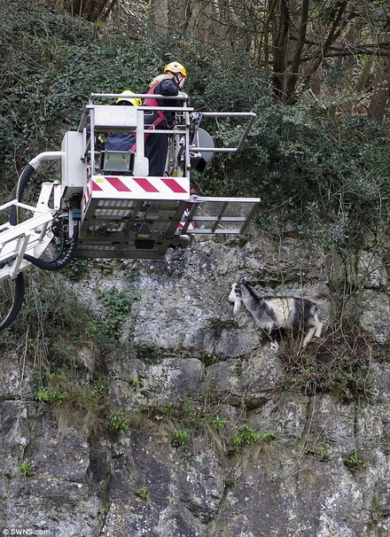 Con dê bị mắc kẹt trên vách núi cao 30m. (Nguồn: Daily Mail)