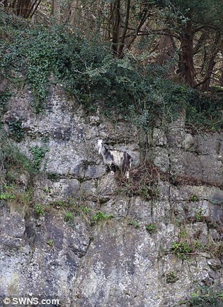 Các nhân viên của trung tâm cứu hộ đã dùng xe thang để đưa con dê xuống. (Nguồn: Daily Mail)