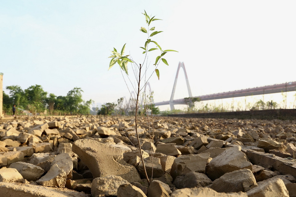 Những cây đào mới được trồng đã bắt đầu vươn lên mạnh mẽ, xanh tươi đầy sức sống. (Ảnh: Hà Anh/TTXVN phát)