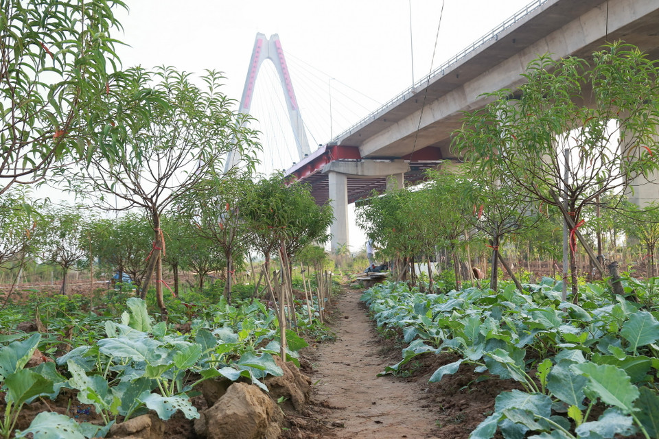 Trong khi chờ đợi những gốc đào hồi phục, người dân đã trồng xen canh các loại rau ngắn ngày kiếm thêm thu nhập. (Ảnh: Quỳnh Anh/TTXVN phát)