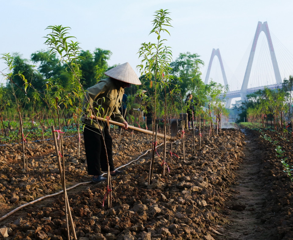 Xới luống, cải tạo đất (Ảnh: Quỳnh Anh/TTXVN phát)