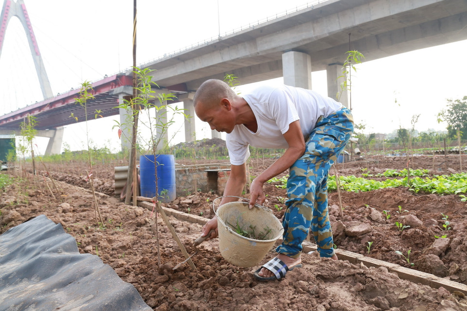 Chăm chút từng gốc đào. (Ảnh: Quỳnh Anh/TTXVN phát)