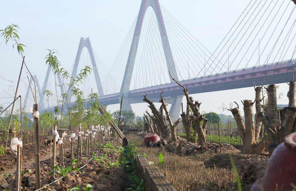 Những cây đào mới được trồng đã bắt đầu vươn lên mạnh mẽ, xanh tươi đầy sức sống. (Ảnh: Quỳnh Anh/TTXVN phát)