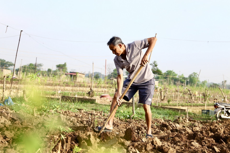 (Ảnh: Quỳnh Anh/TTXVN phát)