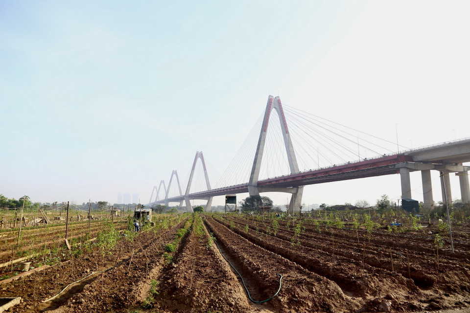 Vườn đào tiêu điều sau trận bão lũ hơn một tháng trước nay đã dần xanh tươi trở lại, đánh dấu sự hồi sinh sau thiên tai. (Ảnh: Hà Anh/TTXVN phát)