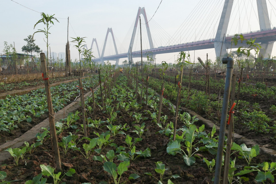 Người dân tranh thủ trồng thêm các loại rau ngắn ngày dưới chân gốc đào. (Ảnh: Quỳnh Anh/TTXVN phát)