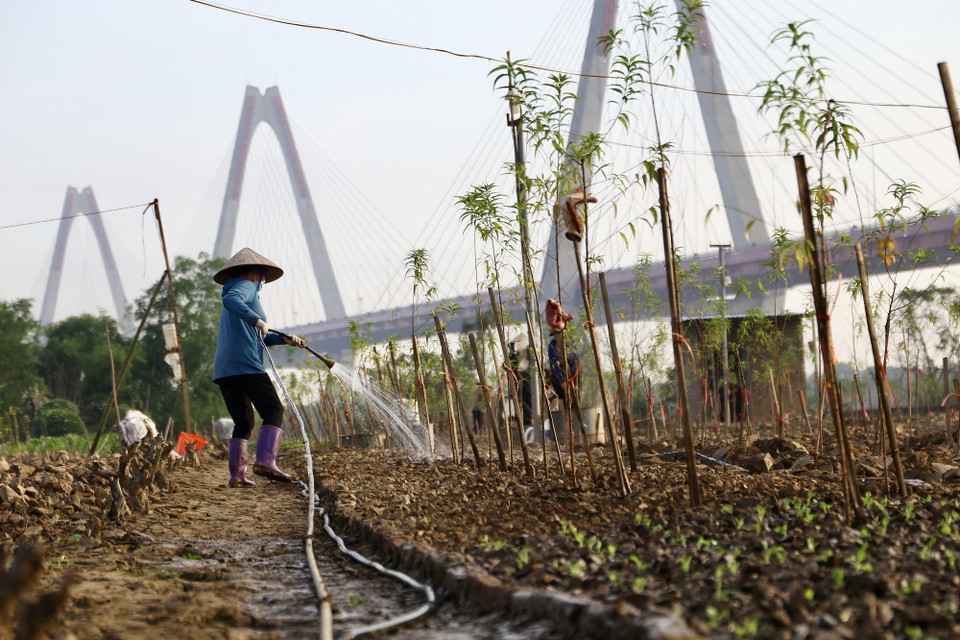 Người dân Phú Thượng hy vọng vườn đào kịp cho hoa vào Tết. (Ảnh: Hà Anh/TTXVN phát)