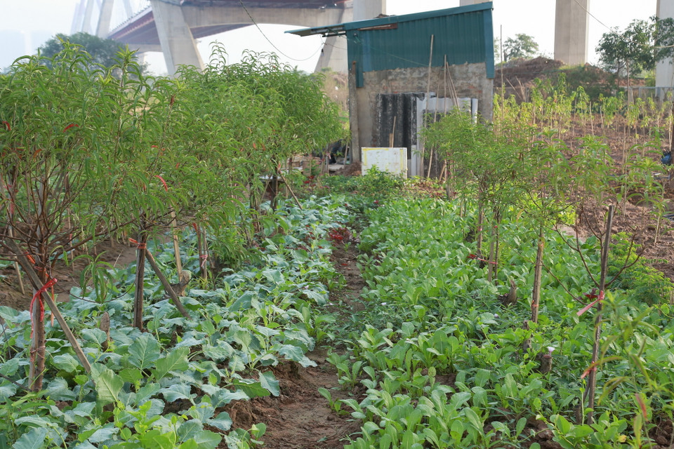 Vườn đào tiêu điều sau trận bão lũ hơn một tháng trước nay đã dần xanh tươi trở lại, đánh dấu sự hồi sinh sau thiên tai. (Ảnh: Quỳnh Anh/TTXVN phát)