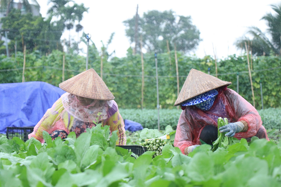 Người dân Đắk Lắk “đội mưa” thu hoạch rau “chi viện” cho đồng bào vùng dịch.(Ảnh: Tuấn Anh/TTXVN)