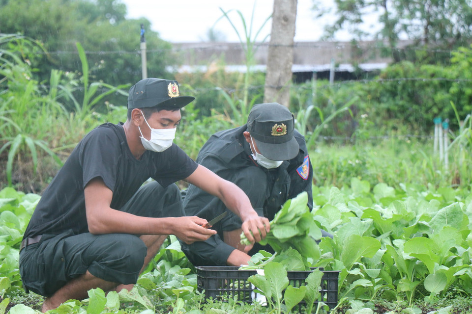 Chiến sỹ Công an tỉnh Đắk Lắk “đội mưa” thu hoạch rau chi viện cho người dân vùng dịch. (Ảnh: Tuấn Anh/TTXVN)