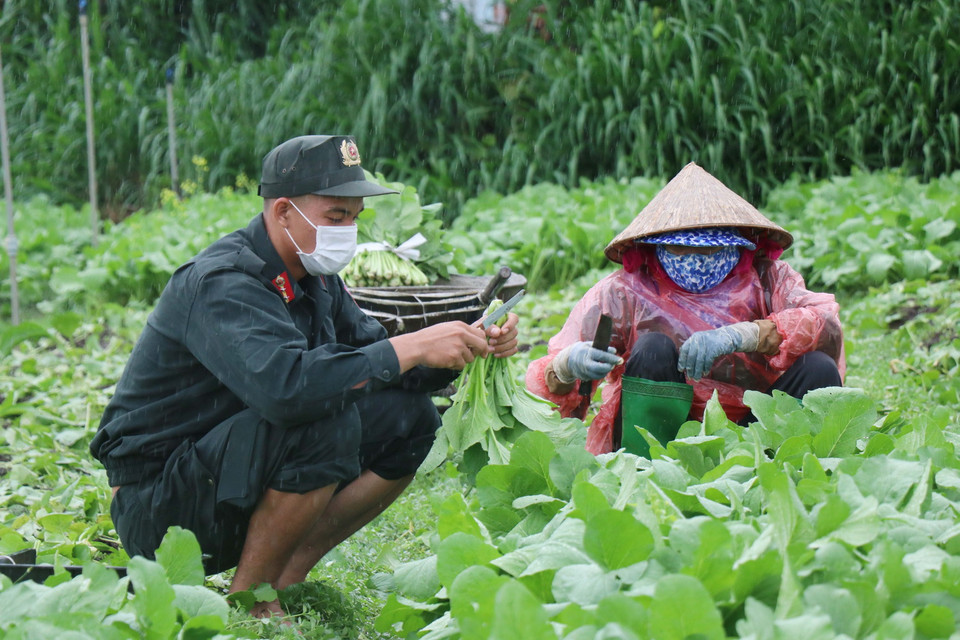 Người dân cùng chiến sỹ Công an tỉnh Đắk Lắk “đội mưa” thu hoạch rau xanh để kịp vận chuyển đến thành phố Hồ Chí Minh và Bình Dương. (Ảnh: Tuấn Anh/TTXVN)