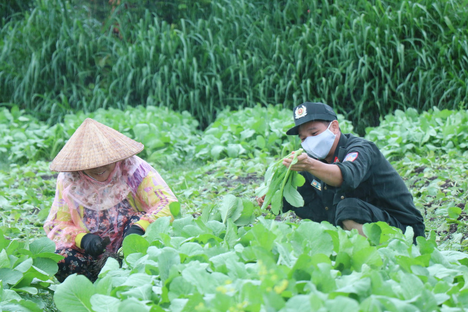 Người dân cùng chiến sỹ công an tỉnh Đắk Lắk “đội mưa” thu hoạch rau xanh để kịp vận chuyển đến thành phố Hồ Chí Minh và Bình Dương. (Ảnh: Tuấn Anh/TTXVN)