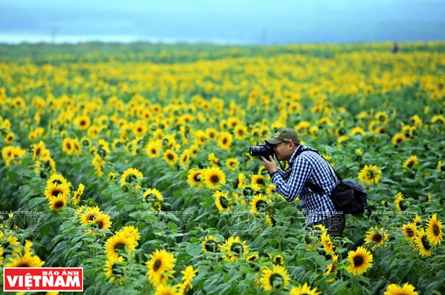 Vào mùa nở rộ, sắc vàng rực rỡ của hoa hướng dương cũng thu hút không ít những du khách đam mê nhiếp ảnh