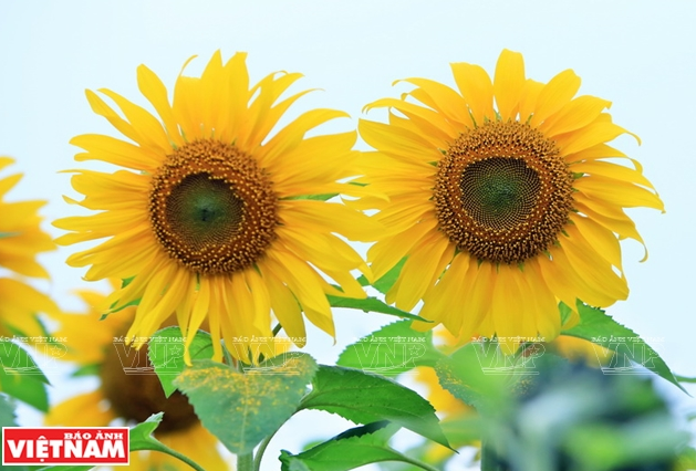 Dù bầu trời những ngày đầu năm có xám xịt, âm u thì nơi đây vẫn luôn được thắp sáng bởi hàng ngàn Mặt Trời nhỏ rực rỡ