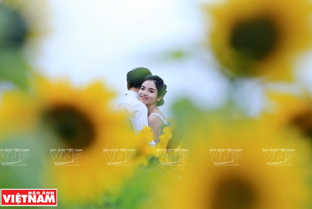 Sắc vàng rực rỡ của hoa hướng dương khiến cho những bức hình trở nên lung linh, huyền ảo