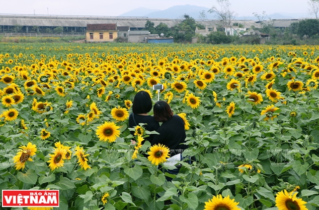 Theo chia sẻ của một chuyên gia chăm sóc hoa, năm nay, cánh đồng hoa sẽ nở trong thời gian dài hơn, hoa thấp hơn để phục vụ nhu cầu chụp ảnh của du khách