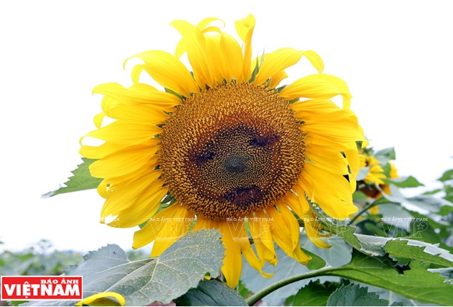 Một tạo hình thú vị mô phỏng khuôn mặt của người trên bông hoa hướng dương