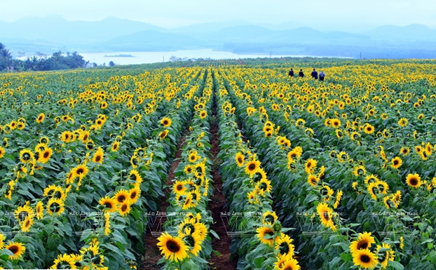 Cánh đồng hoa hướng dương rộng 100ha nằm ở nông trường 19/5, xã Nghĩa Sơn, huyện Nghĩa Đàn, tỉnh Nghệ An