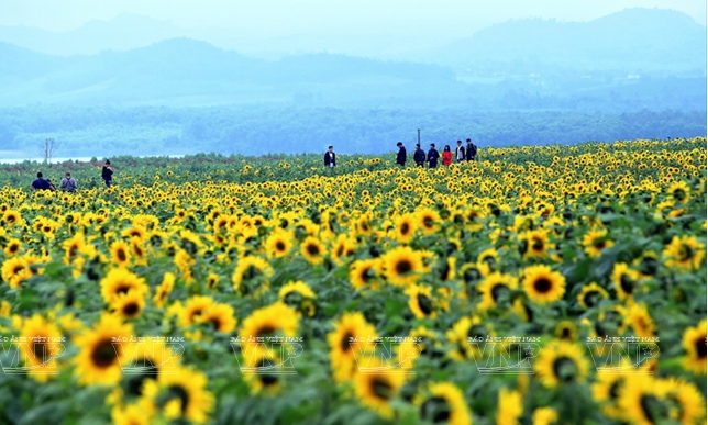 Mỗi mùa hoa, khi cánh đồng hoa bạt ngàn nở rộ, nơi đây lại trở thành điểm dừng chân thú vị cho khách du lịch
