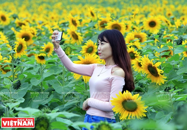 Thiếu nữ đến từ Hà Nội mải mê tạo dáng chụp hình bên đồng hoa hướng dương