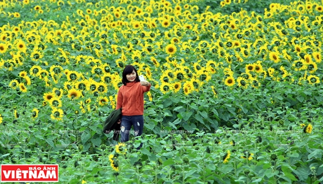 Từ cánh đồng hoa hướng dương Nghĩa Đàn được nhiều người trên cả nước biết đến, tạo điều kiện cho huyện quảng bá hình ảnh quê hương và phát triển các loại hình dịch vụ