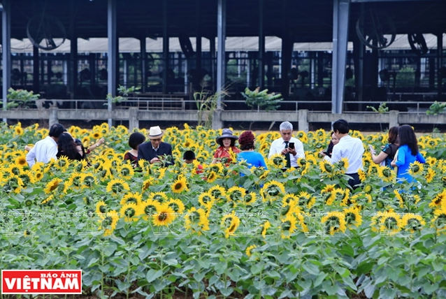 Được trồng ban đầu với mục đích cung cấp nguồn thức ăn giàu dinh dưỡng cho đàn bò, nhưng khi những bông hoa hướng dương nở rộ đồng loạt đã tạo một cảnh đẹp hấp dẫn, trở thành một điểm đến lý tưởng cho những ai yêu hoa và chụp ảnh