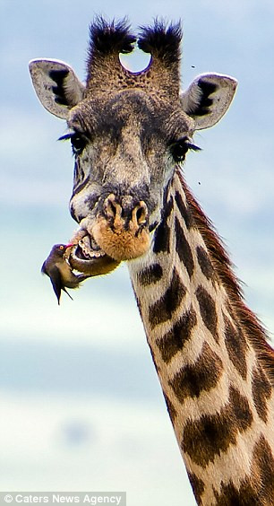 'Cảnh tượng đó thực sự rất thú vị. Chúng đang giúp đỡ lẫn nhau' - Sundukova cho hay. (Nguồn: Caters News Agency)