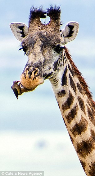 Tuy nhiên, trên thực tế, con chim bắt bét bò mỏ đỏ đang bắt những con bọ ve, bọ gậy trong miệng của chú hươu cao cổ. (Nguồn: Caters News Agency)