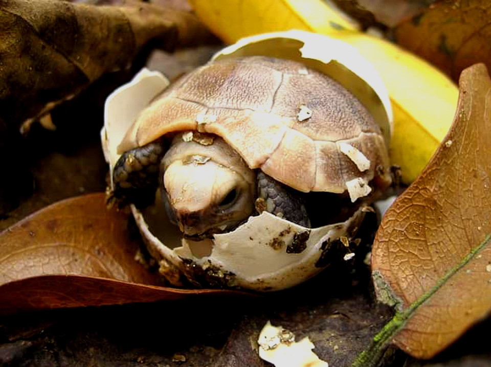 Các cá thể rùa con được sinh ra tại Trung tâm bảo tồn rùa Cúc Phương. (Ảnh: Minh Đức/TTXVN)