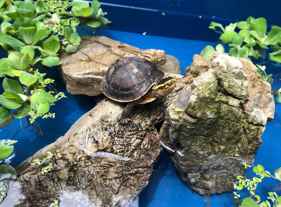 Các cá thể rùa con được sinh ra tại Trung tâm bảo tồn rùa Cúc Phương. (Ảnh: Minh Đức/TTXVN)